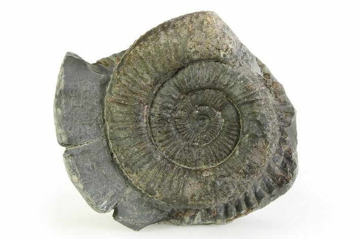 Jurassic Ammonite (Dactylioceras) Fossil - England #351308